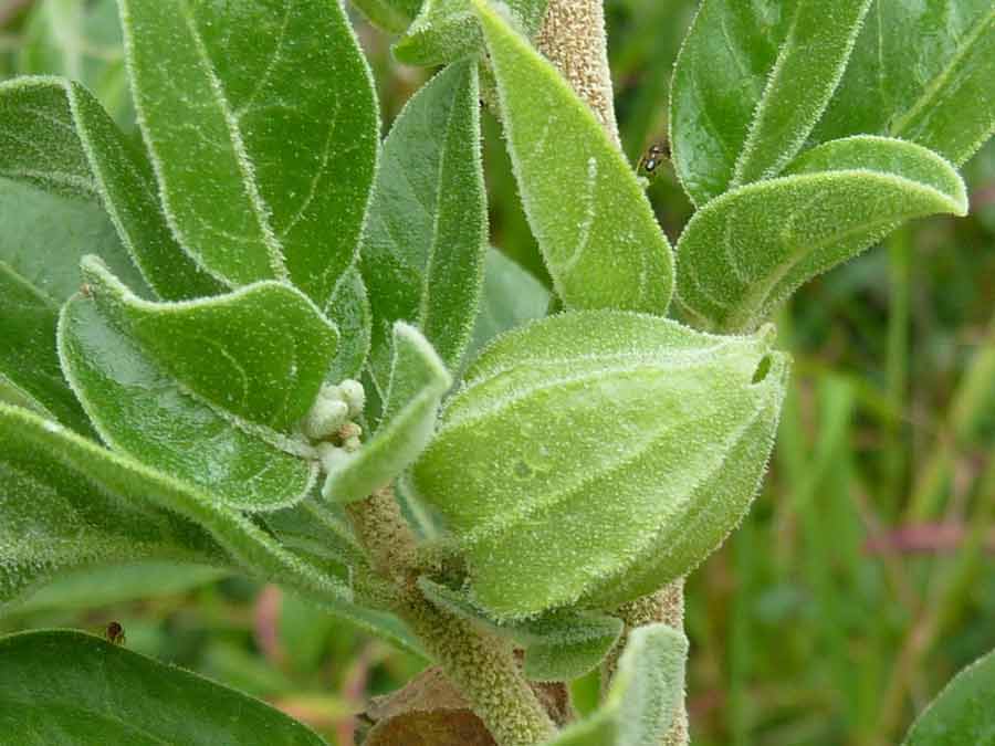 Ashwagandha vermindert ook angstgevoelens