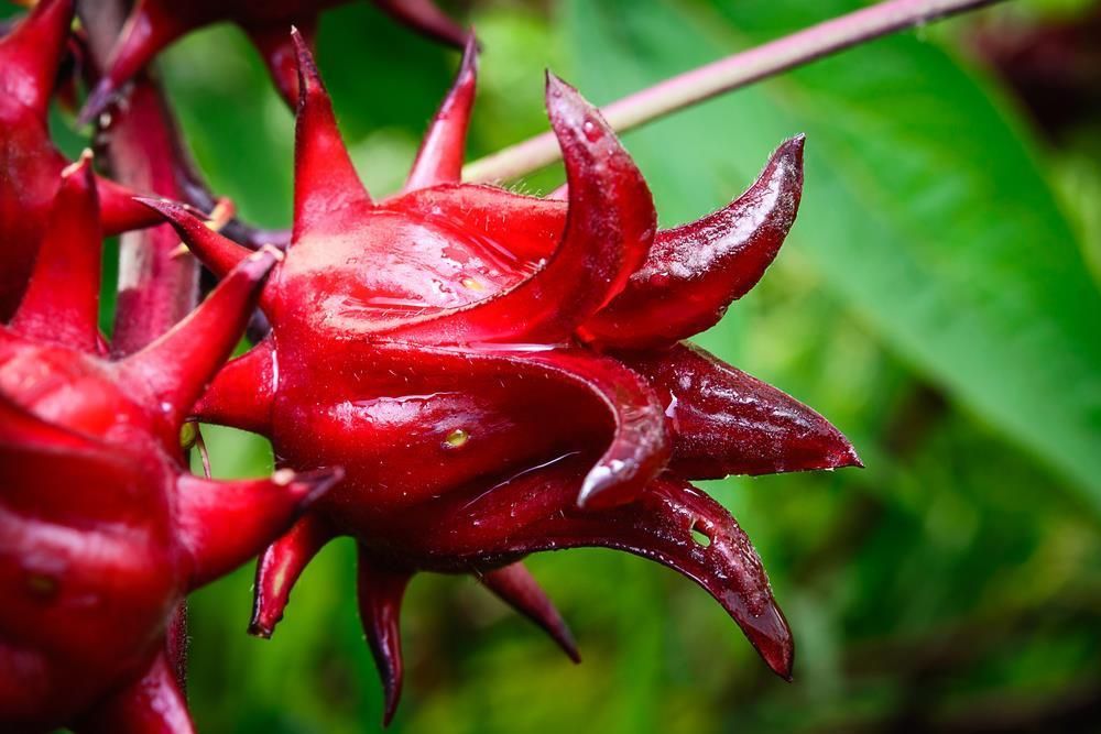 Hibiscus Sabdariffa